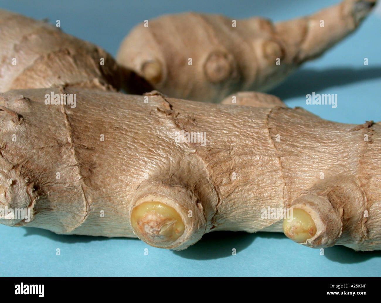 ginger, common ginger, cooking ginger, Canton ginger (Zingiber officinale), rhizome Stock Photo