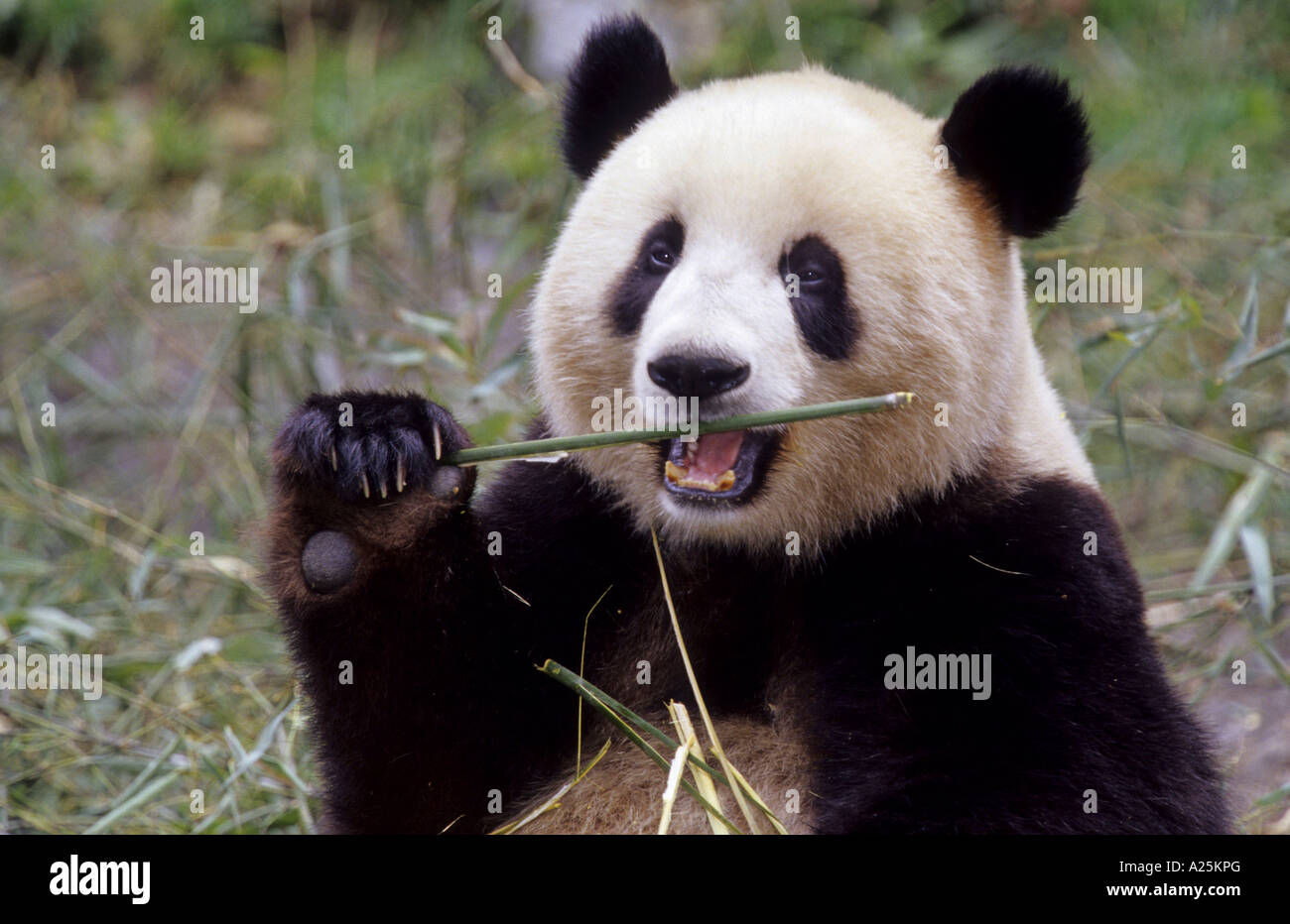 Years old giant pandas in the research station of wolong hi-res stock