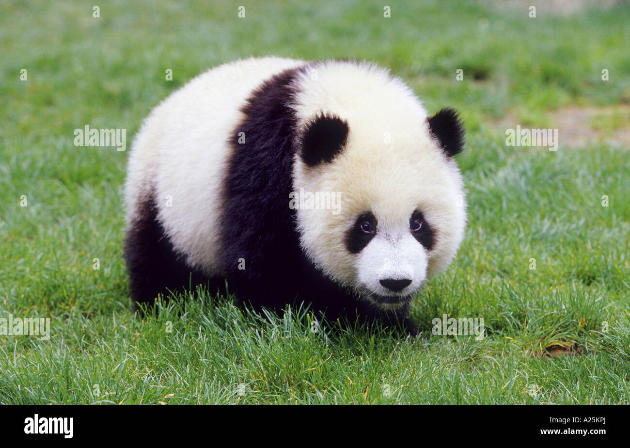 National animal of china hi-res stock photography and images - Alamy