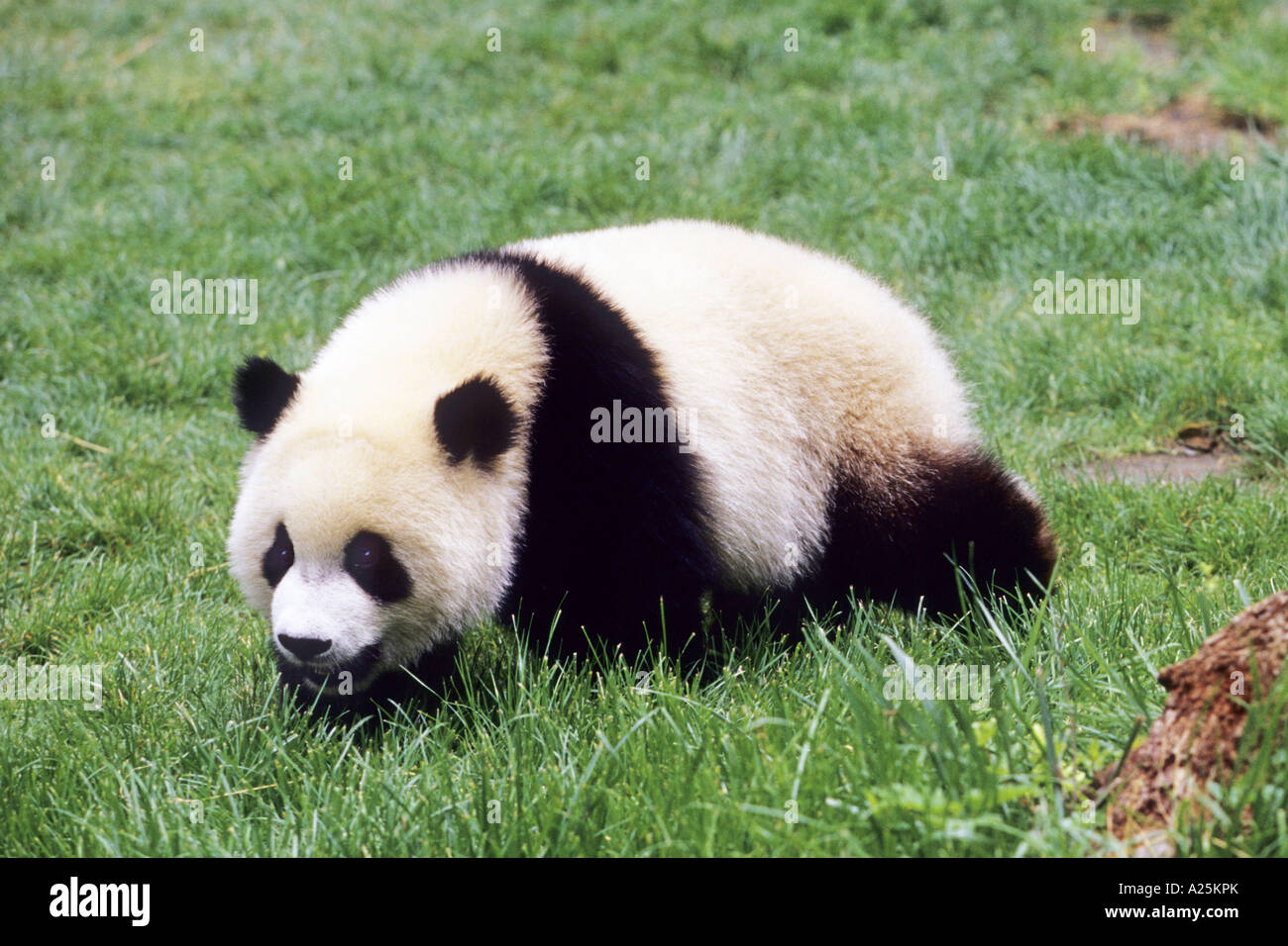 giant panda (Ailuropoda melanoleuca), eight months old panda in the  resaerch station of Wolong, national animal of China, China Stock Photo -  Alamy