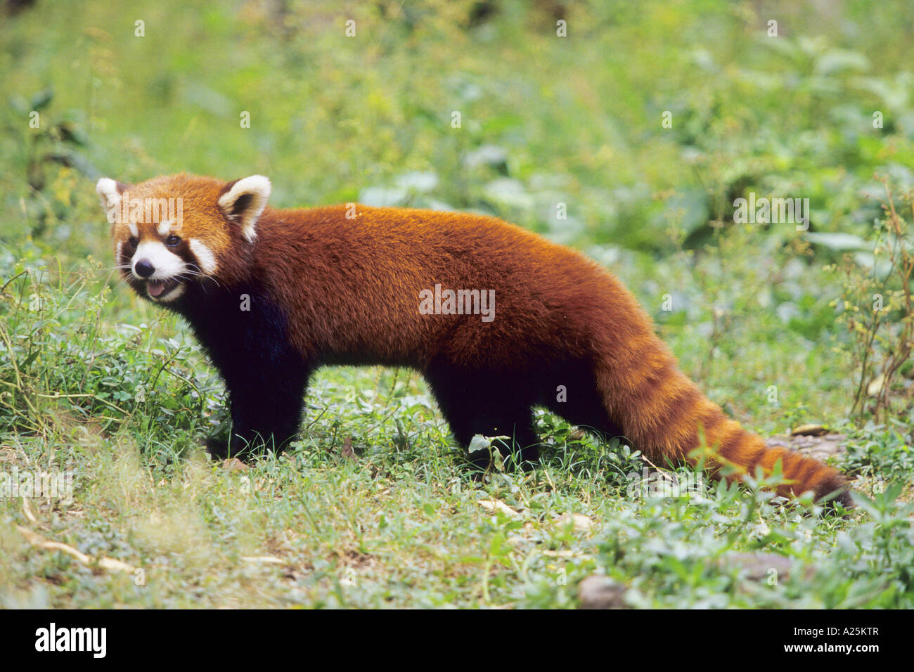 lesser panda, red panda (Ailurus fulgens), national animal of the Indian  province Sikkim, China, Sichuan, Chengdu Stock Photo - Alamy