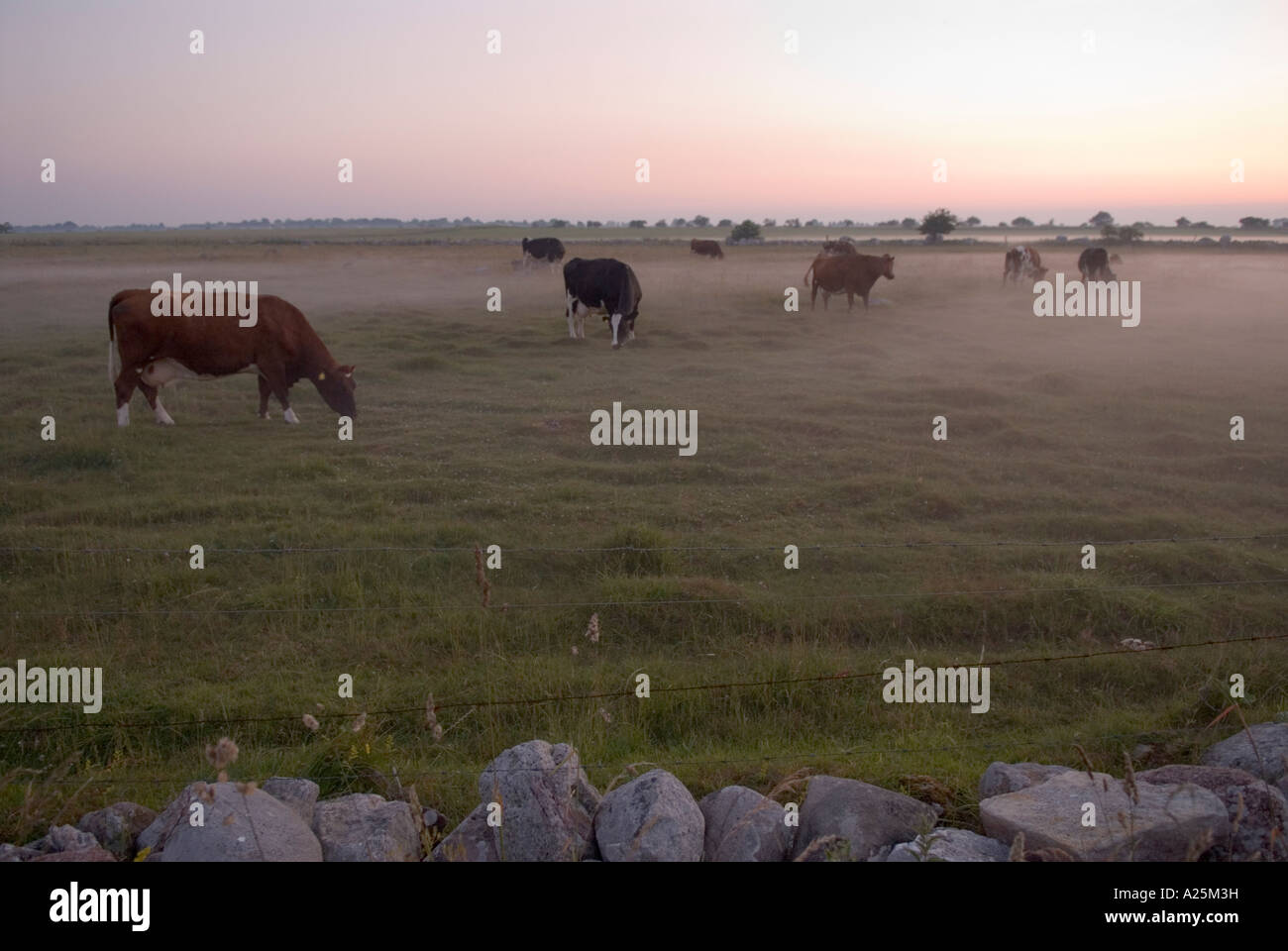 Cows at night Stock Photo Alamy