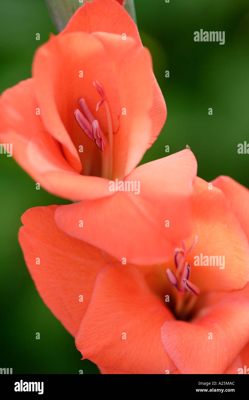 Close up of orange Gladiolus against natural green background Stock Photo
