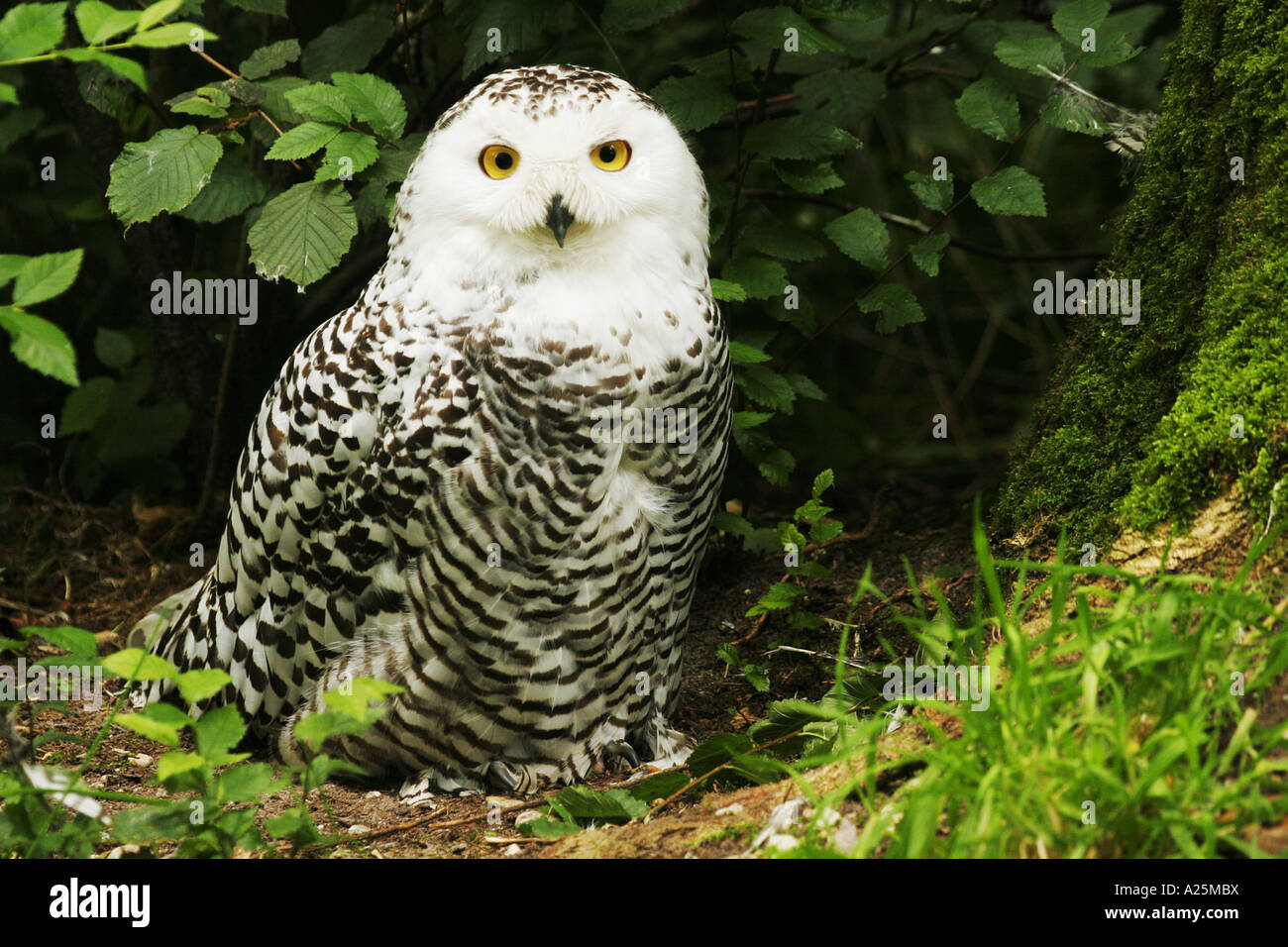 snowy owl (Nyctea scandiaca), symbol of the canadian province Quebec Stock Photo