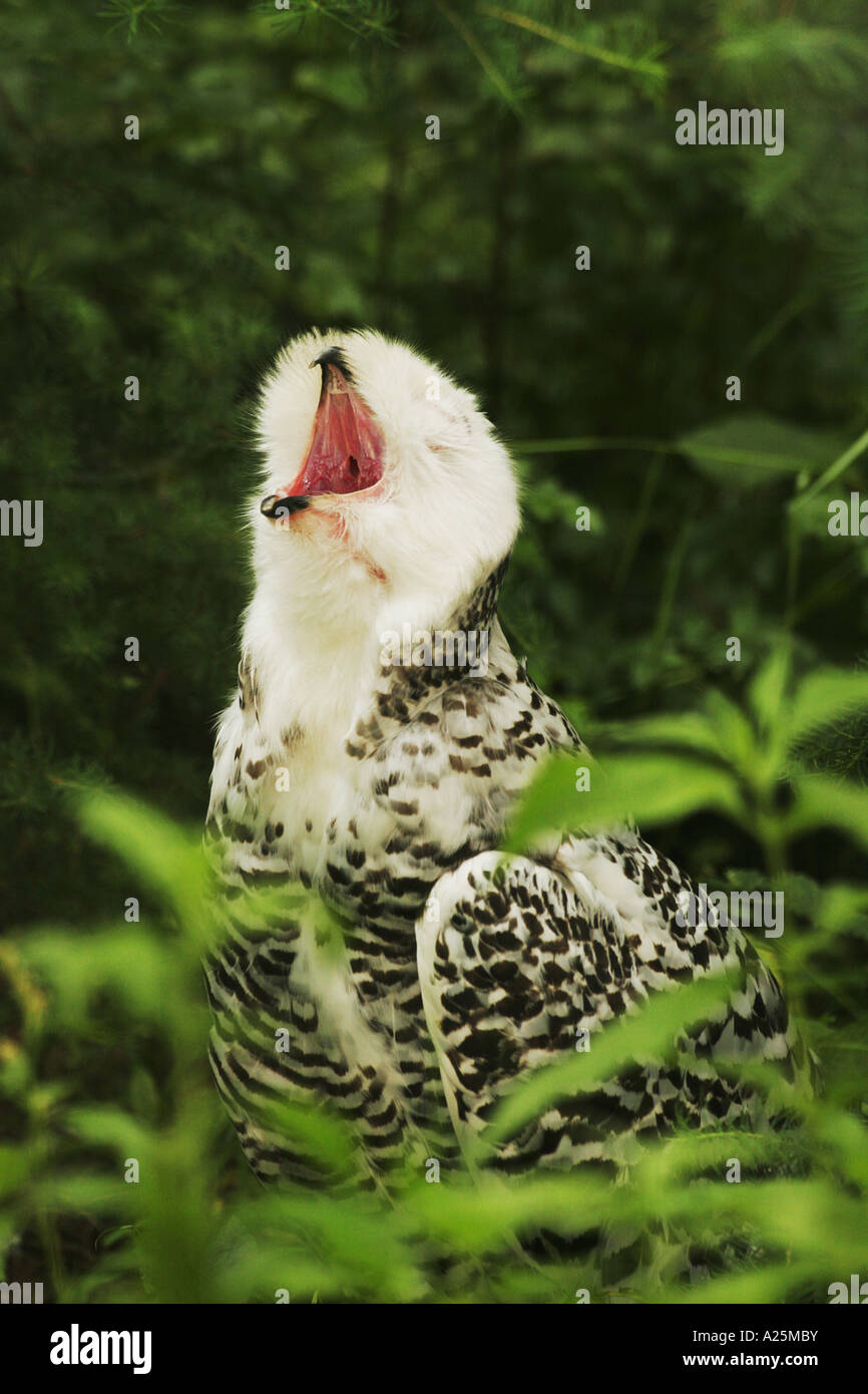 snowy owl (Nyctea scandiaca), yelling, symbol of the canadian province Quebec Stock Photo