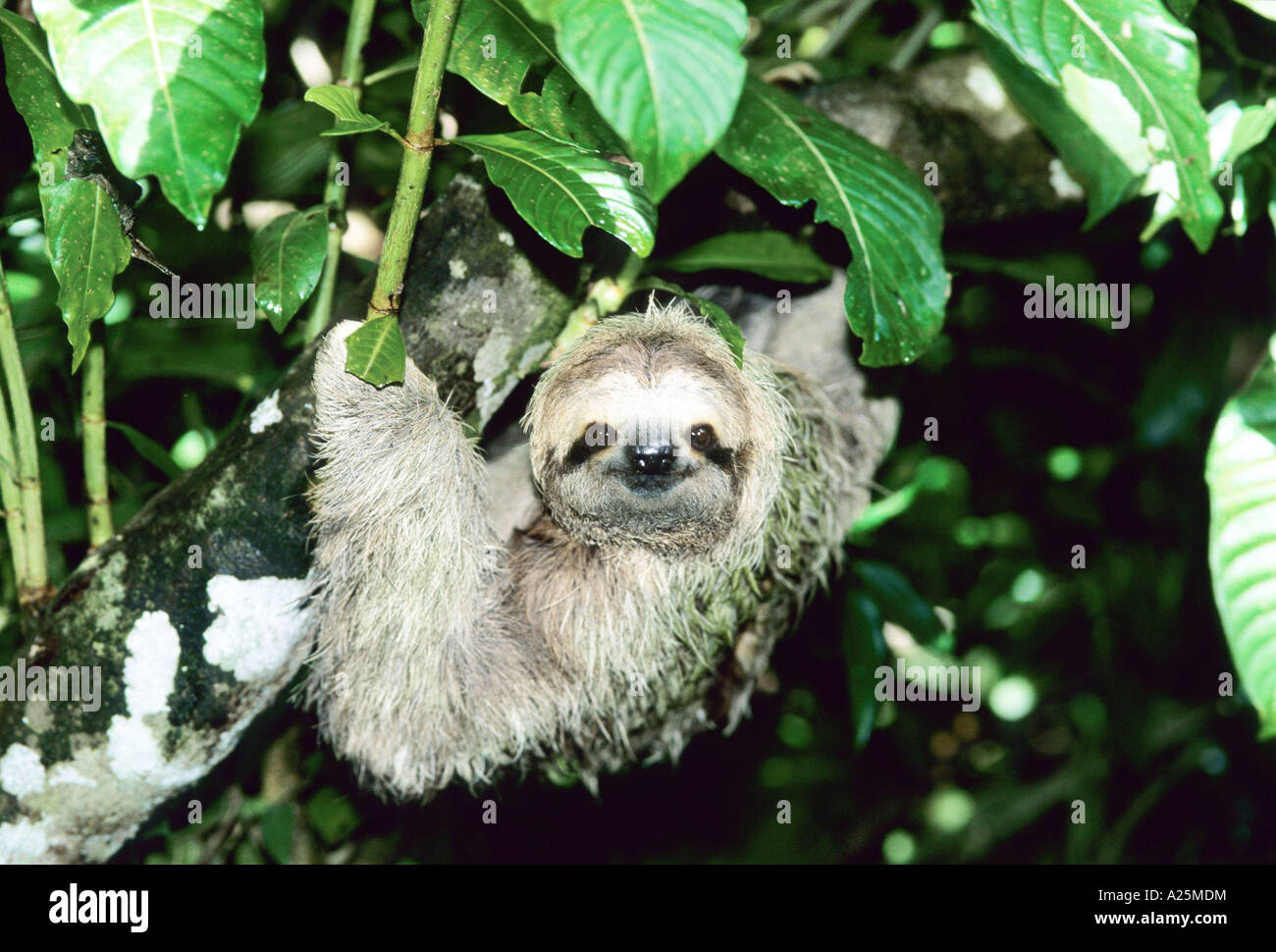 Three finger sloth hi-res stock photography and images - Alamy