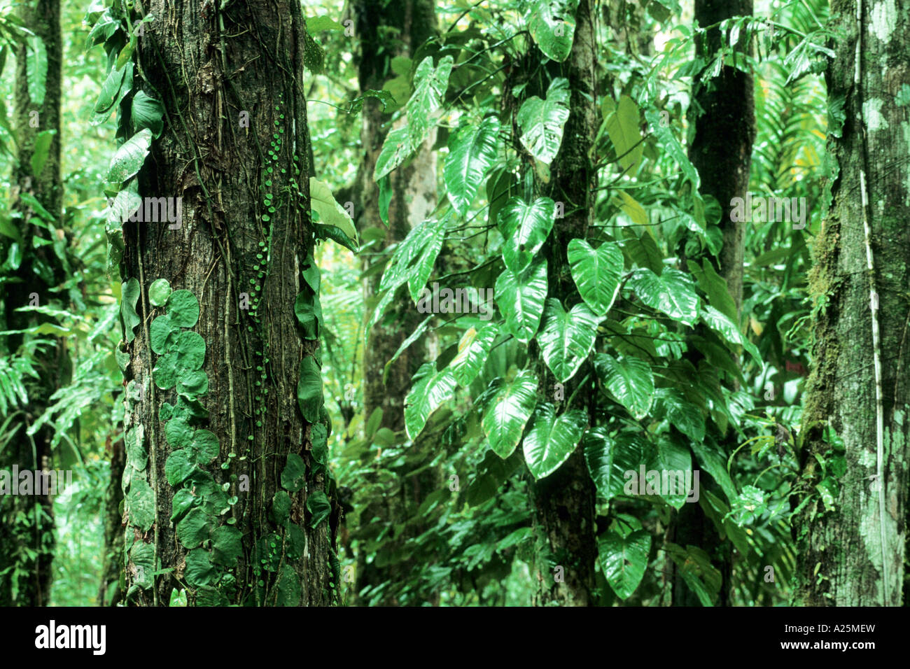 Costa rican plant hi-res stock photography and images - Alamy