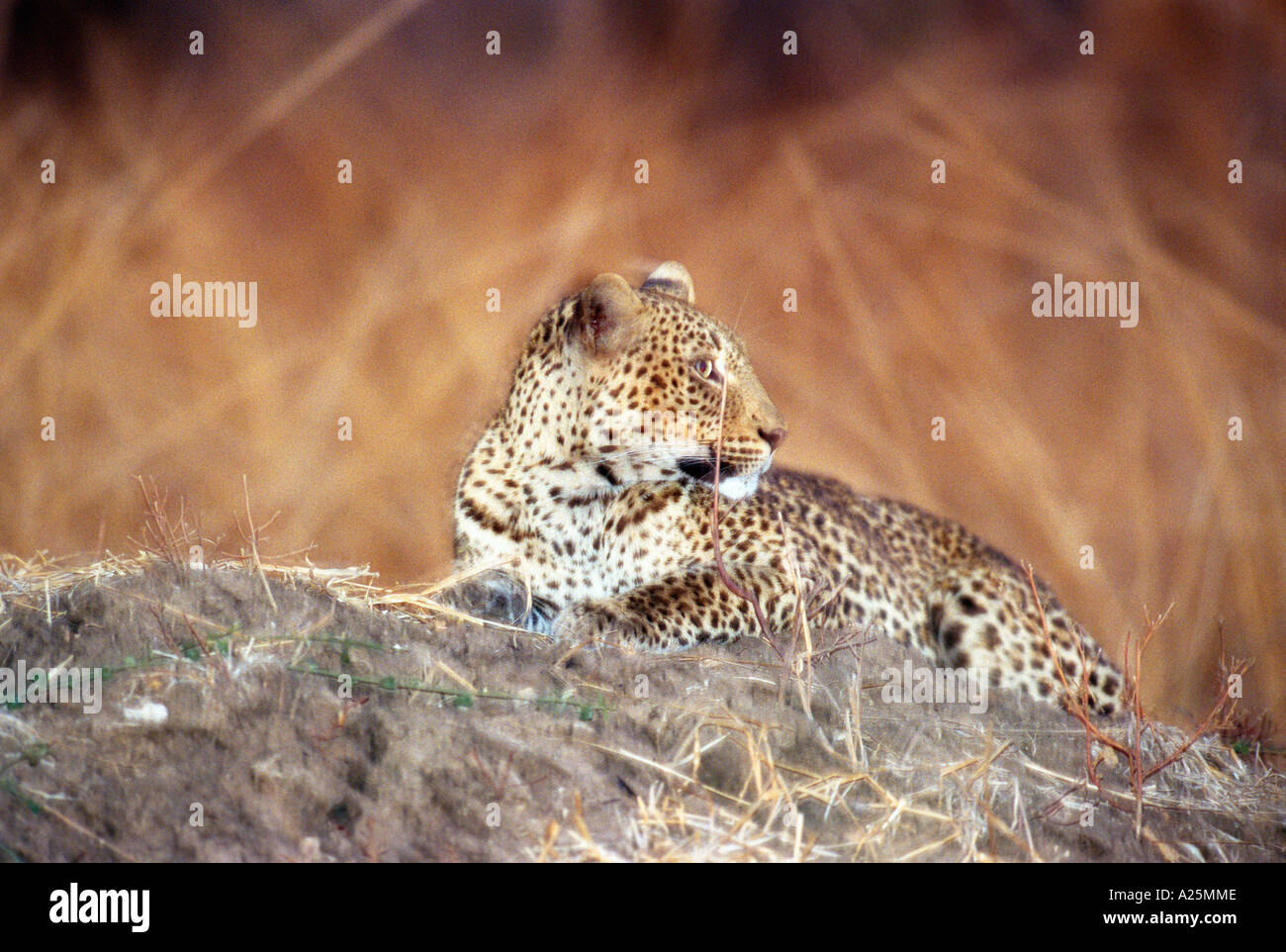 Leopardess hi-res stock photography and images - Alamy