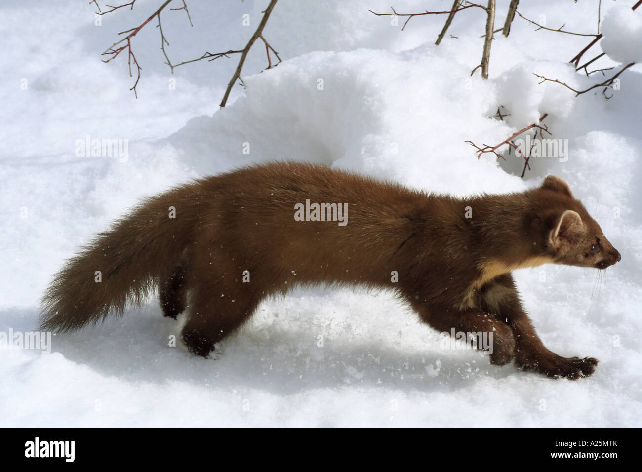 European pine marten (Martes martes), female with winter pelt in snow, Germany, Bavaria Stock Photo