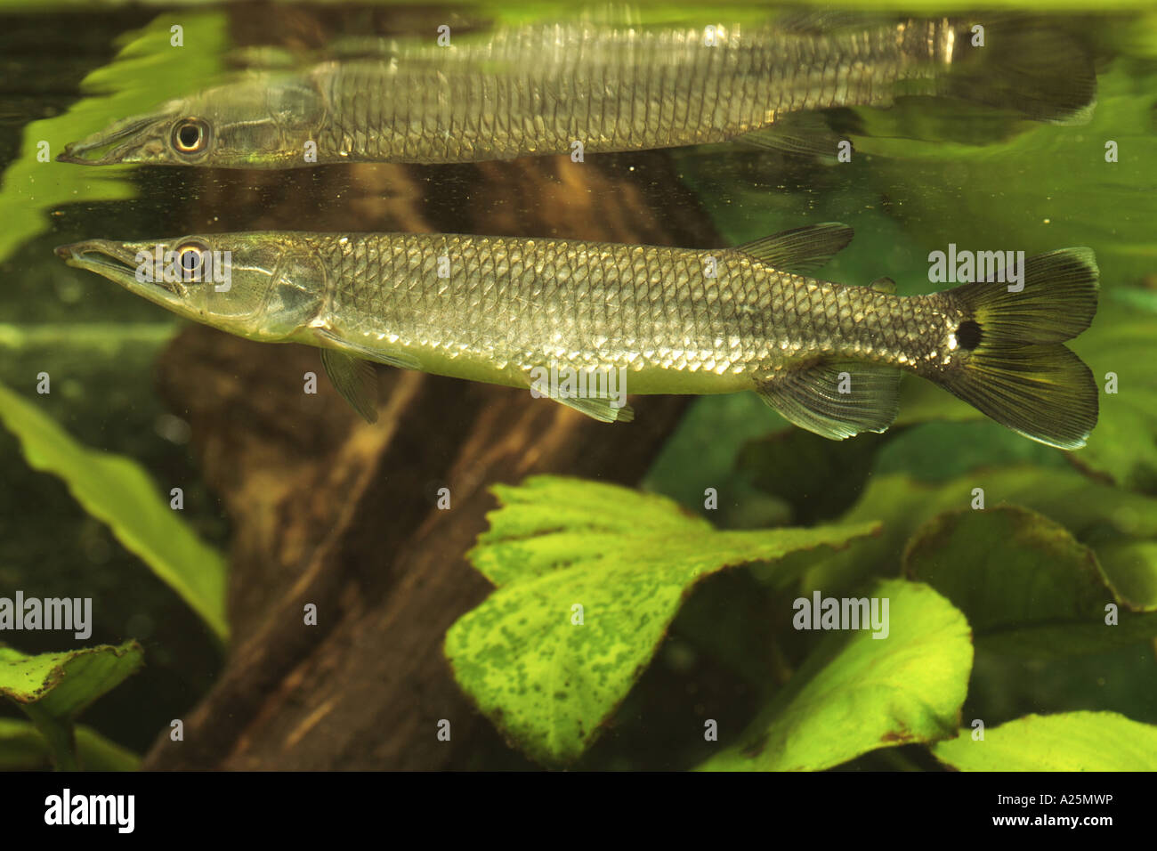 American pike-characids (Ctenolucius hujeta), male with mirror image at the water surface Stock Photo