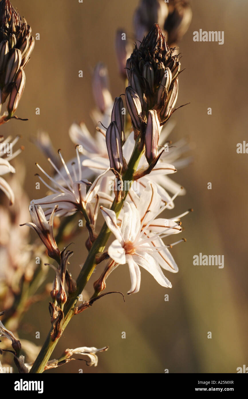 summer asphodel, common asphodel, tall asphodel (Asphodelus aestivus, Asphodelus microcarpus), inflorescence, Turkey, Goeksudel Stock Photo