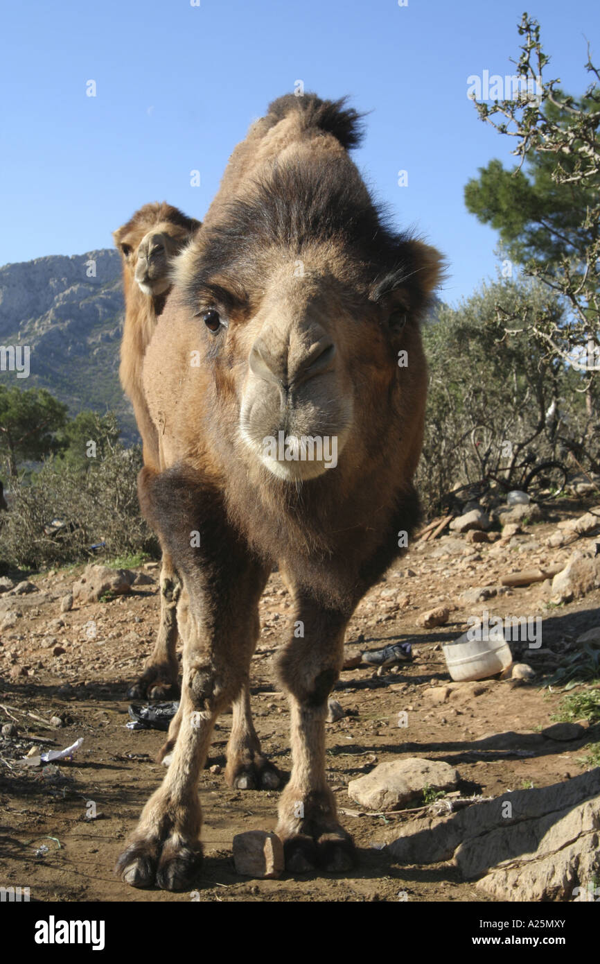 dromedary, one-humped camel (Camelus dromedarius), front view of a