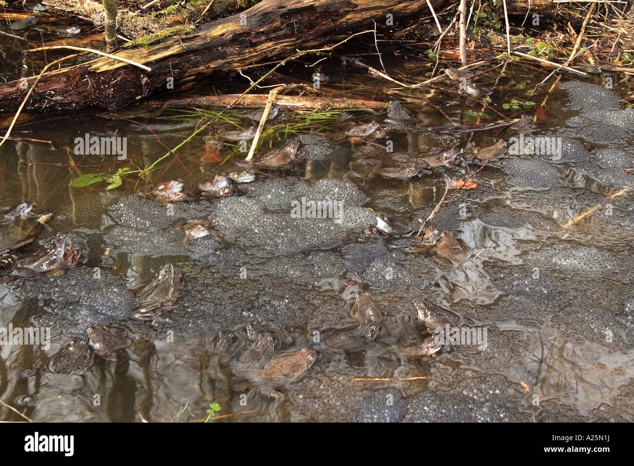 common frog, grass frog (Rana temporaria), many spawn clumps in a pond, Germany, Bavaria Stock Photo