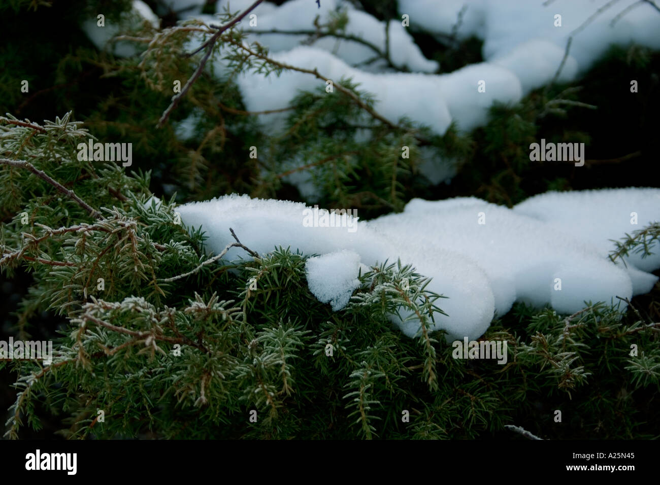 Snow covered pine tree branches Stock Photo - Alamy