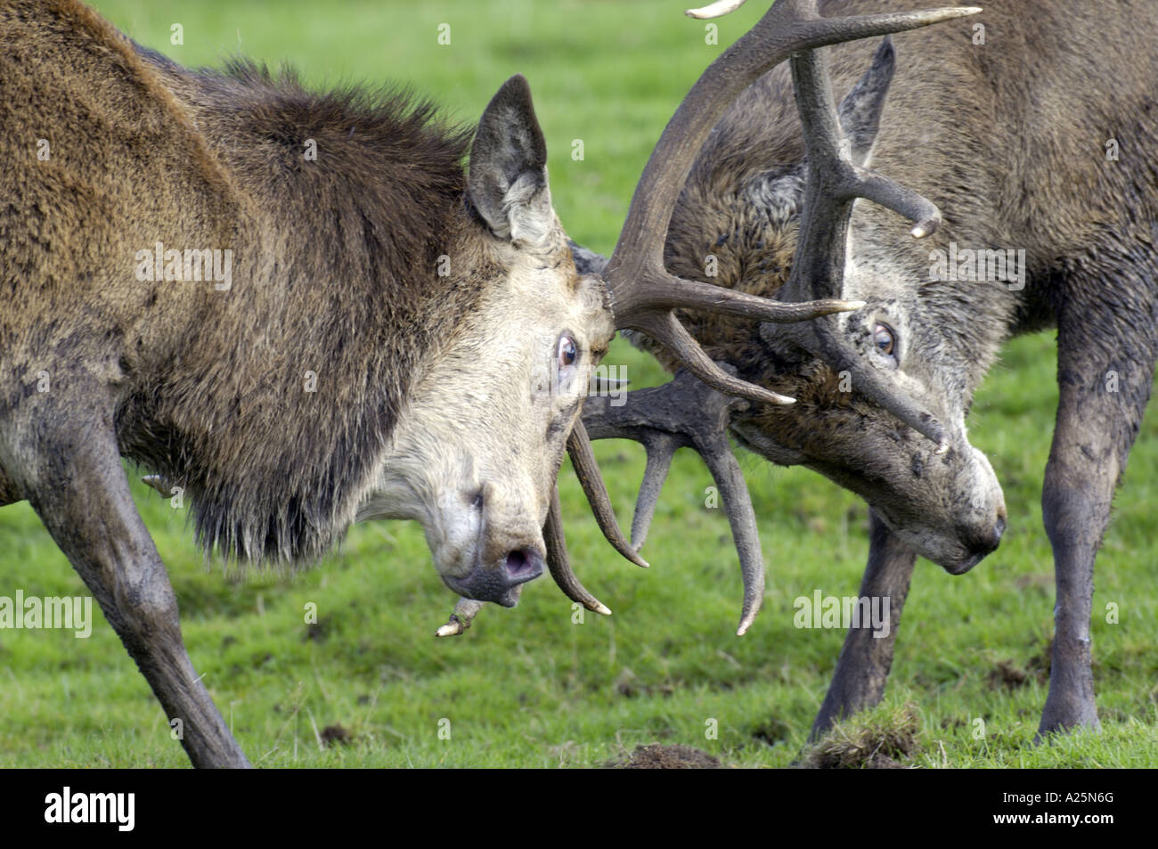 red deer (Cervus elaphus), stags fighting, United Kingdom, Scotland, Cairngorms National Park Stock Photo