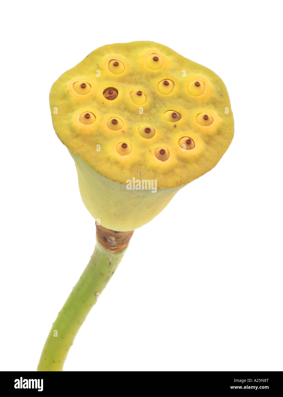 East Indian lotus (Nelumbo nucifera), fruit Stock Photo