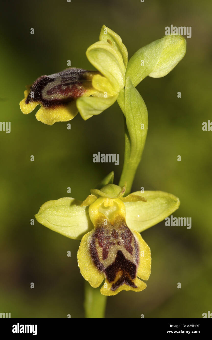 yellow bee orchid (Ophrys lutea ssp. galilaea), blossoms, Turkey, Tuerkische Aegaeis Stock Photo