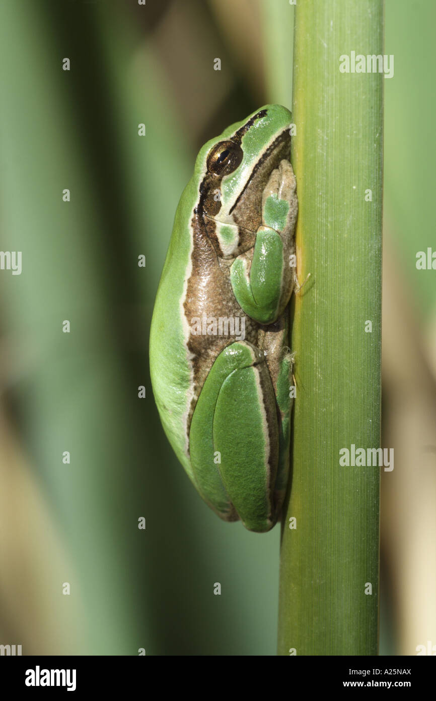 Yellow-lemon Tree Frog, Yellow lemon Tree Frog (Hyla savignyi), sitting at a bulrush, Turkey, South East Anatolia, Goeksudelta, Stock Photo