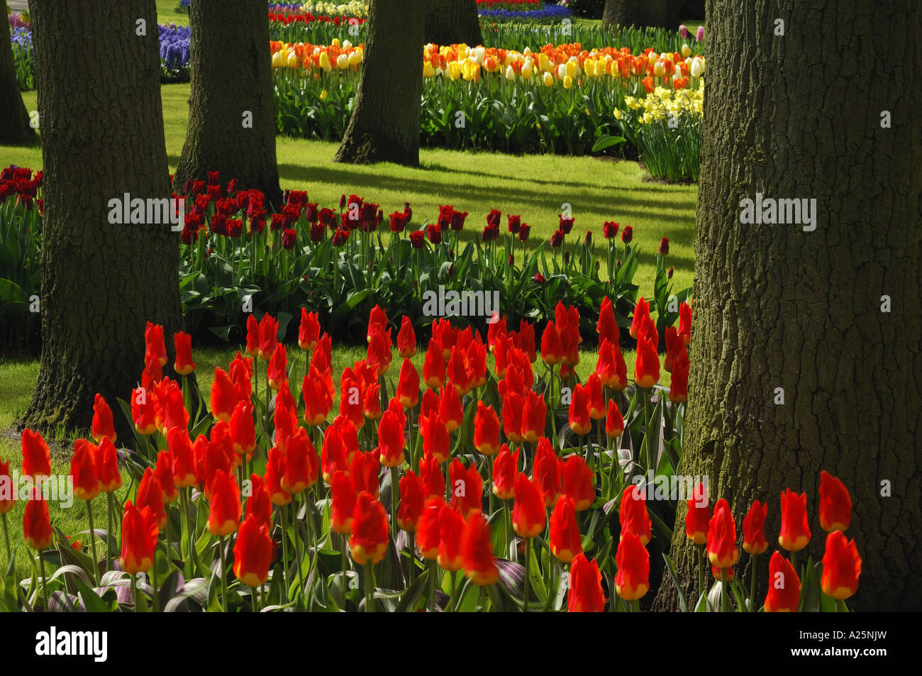 Common garden tulip angiosperm hires stock photography and images Alamy