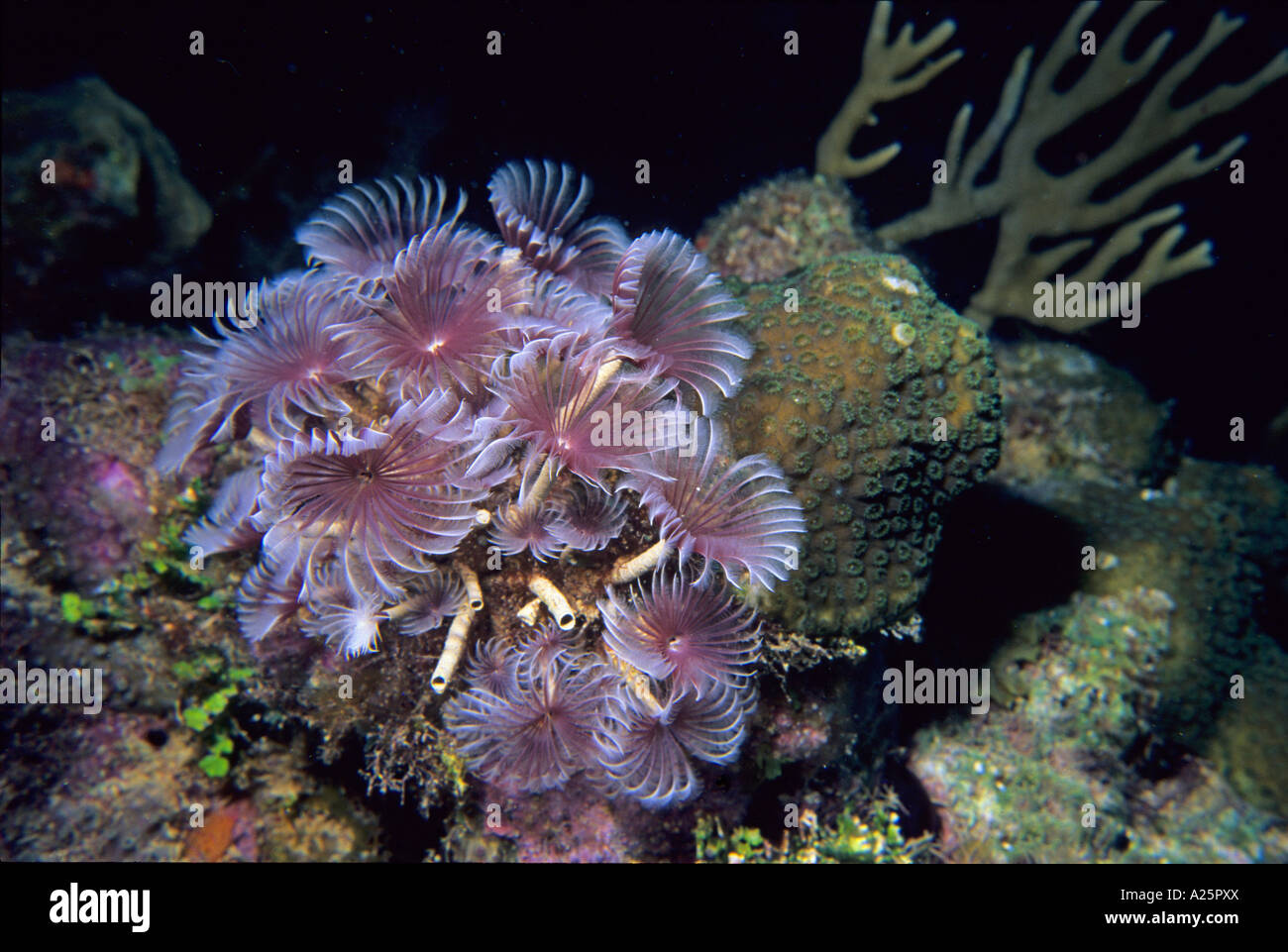 Feather Duster worms Stock Photo Alamy