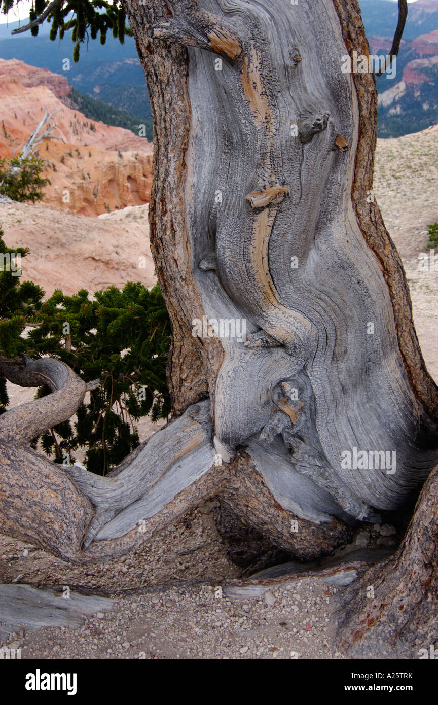 A BRISTLE CONE PINE Pinus aristata at CEDAR BREAKS NATIONAL MONUMENT atop the Marjagunt Plateau at 10 000 feet UTAH Stock Photo
