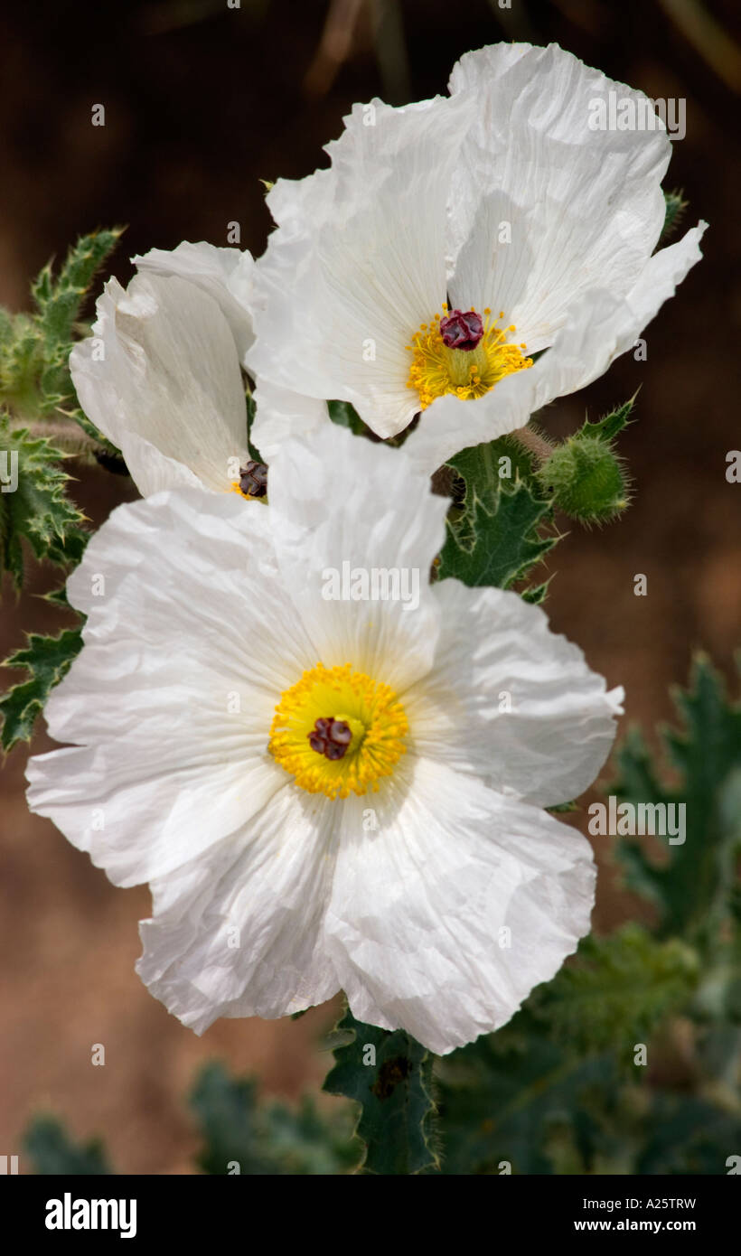 PRICKLY POPPY Argemone munita in bloom near BAKER NEVADA Stock Photo