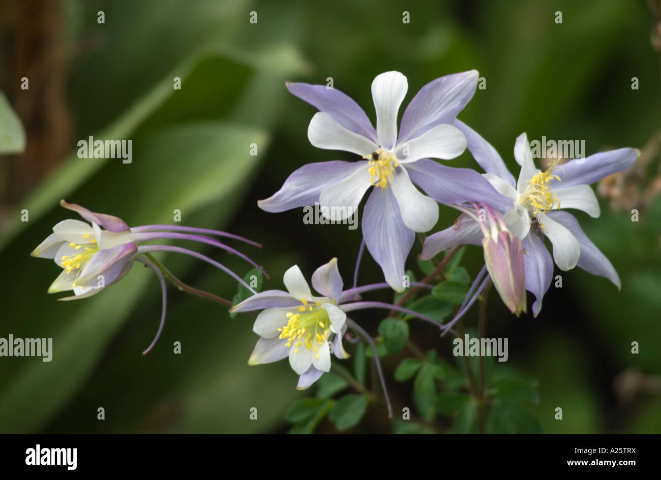 Purple and white COLORADO COLUMBINE Aquilegia coerulea in bloom at