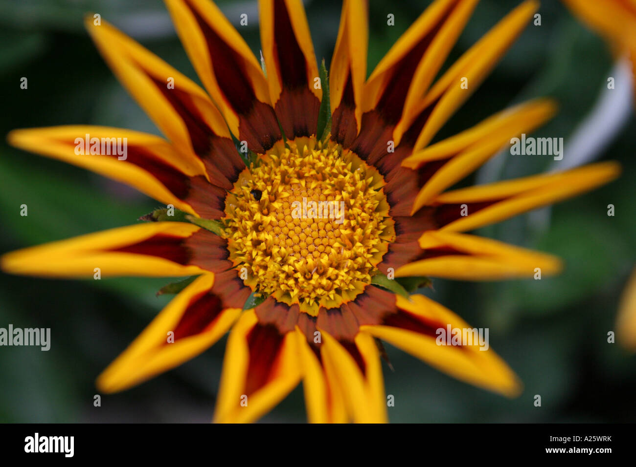Gazania Tiger Stripe Stock Photo Alamy