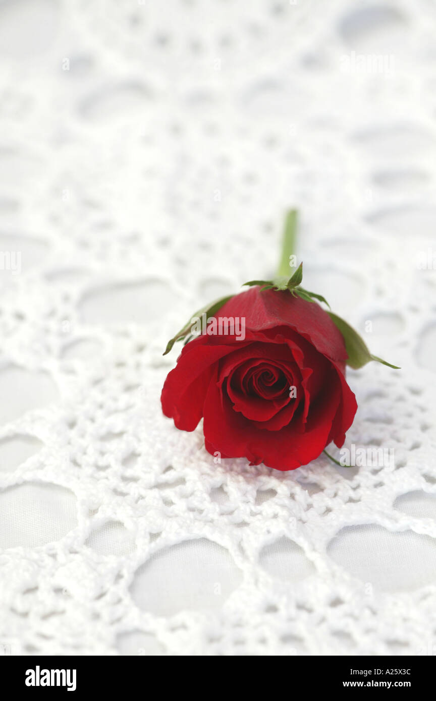 Red rosebud on lace table cloth Stock Photo