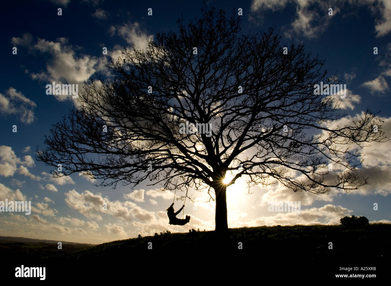 Swing attached to tree on Burrow Hill above orchard of the Somerset Cider Brandy Company Kingsbury Episcopi Somerset England Stock Photo
