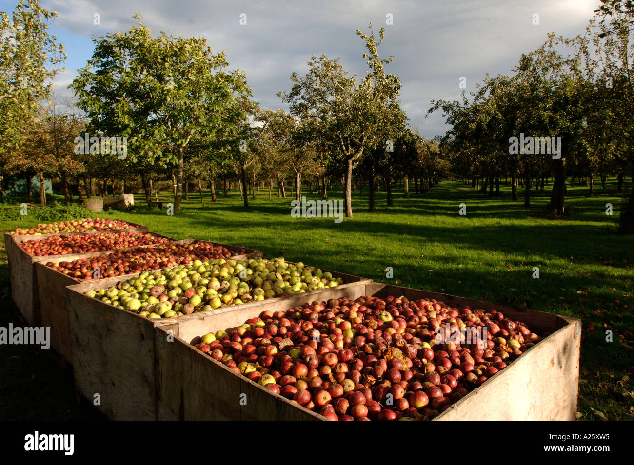 Harvested apples in the Burrow Hill orchard of the Somerset Cider Brandy Company Kingsbury Episcopi Somerset England Stock Photo
