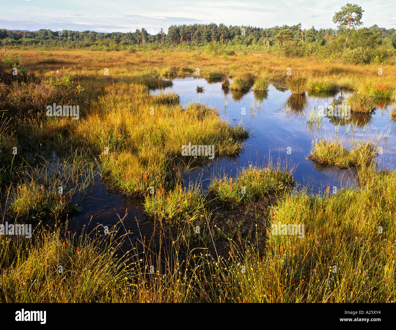 Elstead common hires stock photography and images Alamy