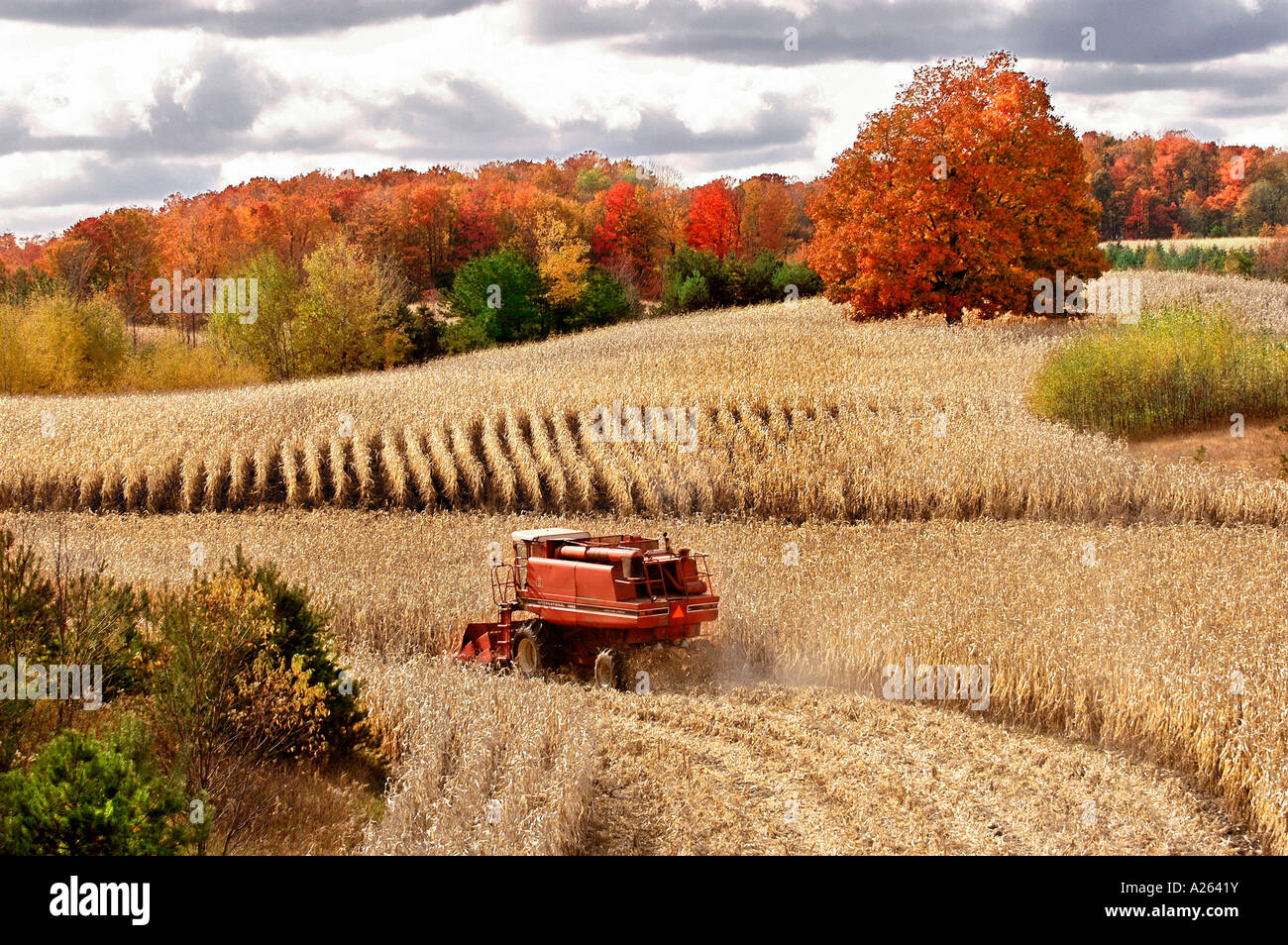 Harvesting corn during fall color season near Cadillac Michigan MI
