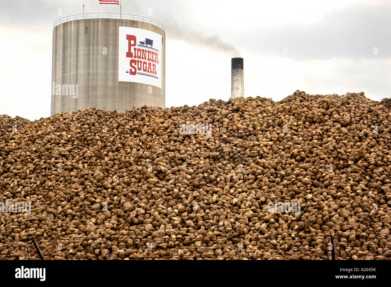 Sugar beets are processed into sugar at the Pioneer Sugar process plant