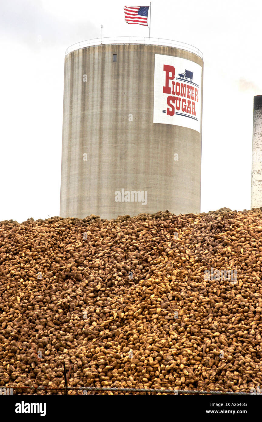 Sugar beets are processed into sugar at the Pioneer Sugar process plant