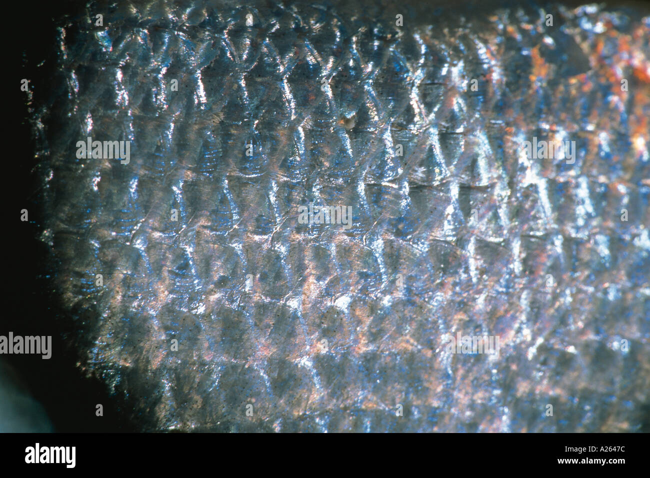 Close up scales pattern hi-res stock photography and images - Alamy