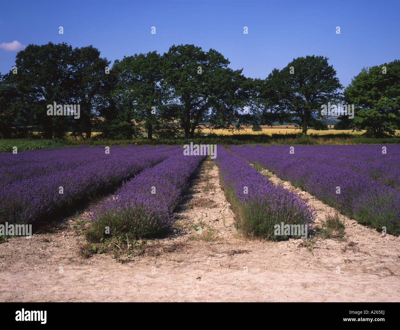English lavender hampshire hires stock photography and images Alamy