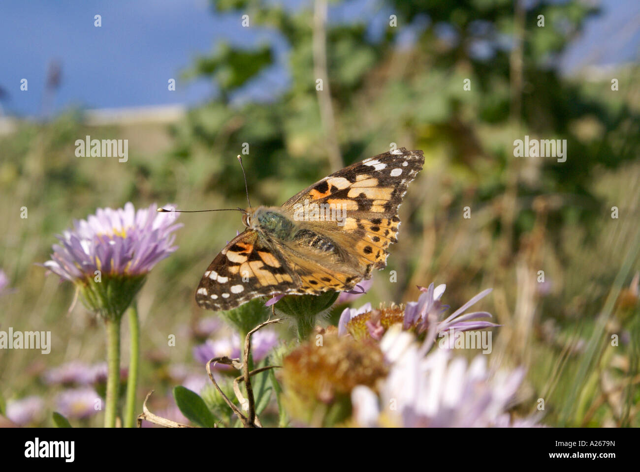 Painted Lady on flower on cliff Stock Photo