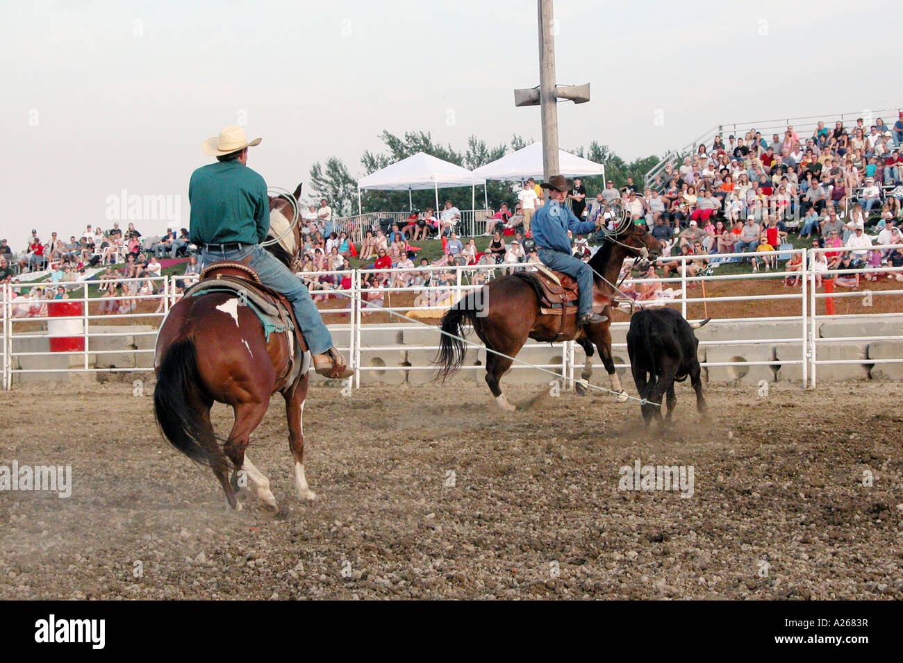 Cowboys compete in Rodeo action Stock Photo