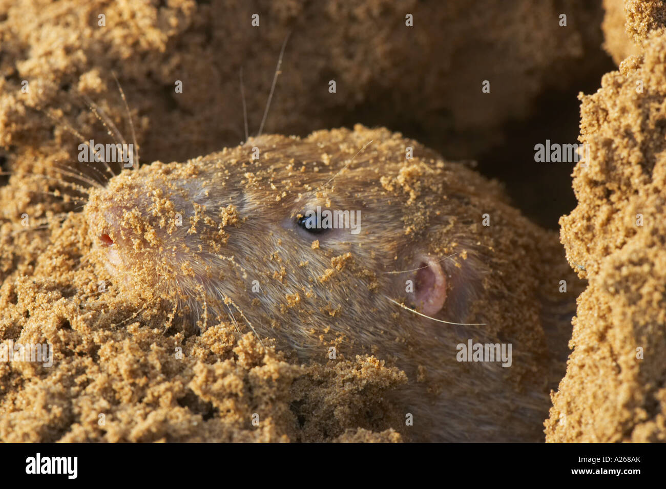 The pocket gopher lives underground in tunnels it digs Stock Photo Alamy