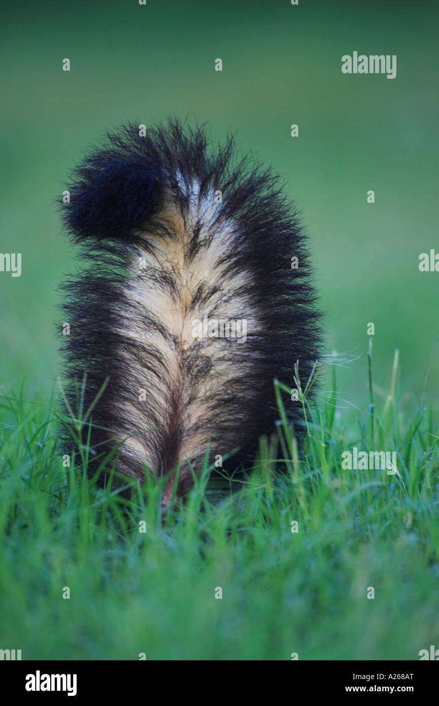 The skunk roots around, looking for insects to eat. Stock Photo
