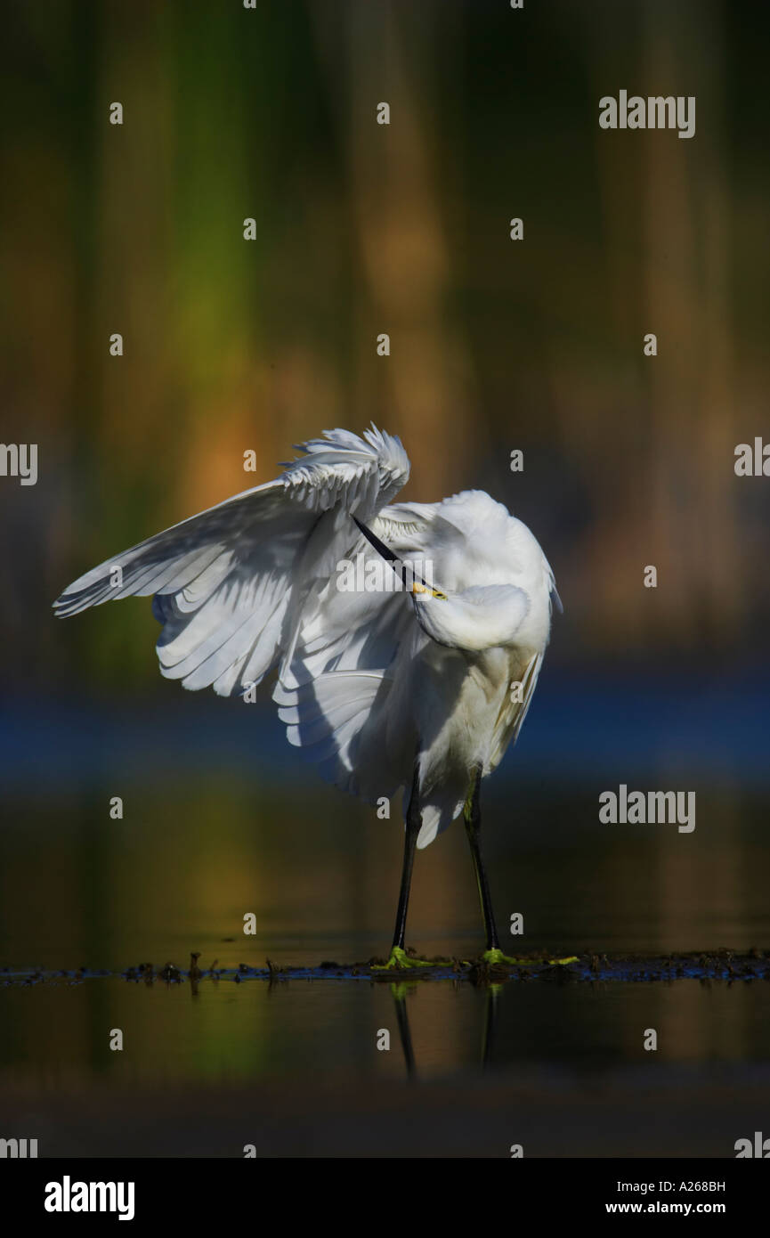 The Snowy Egret, Egretta thula, preens its feathers while standing in shallow water. Stock Photo