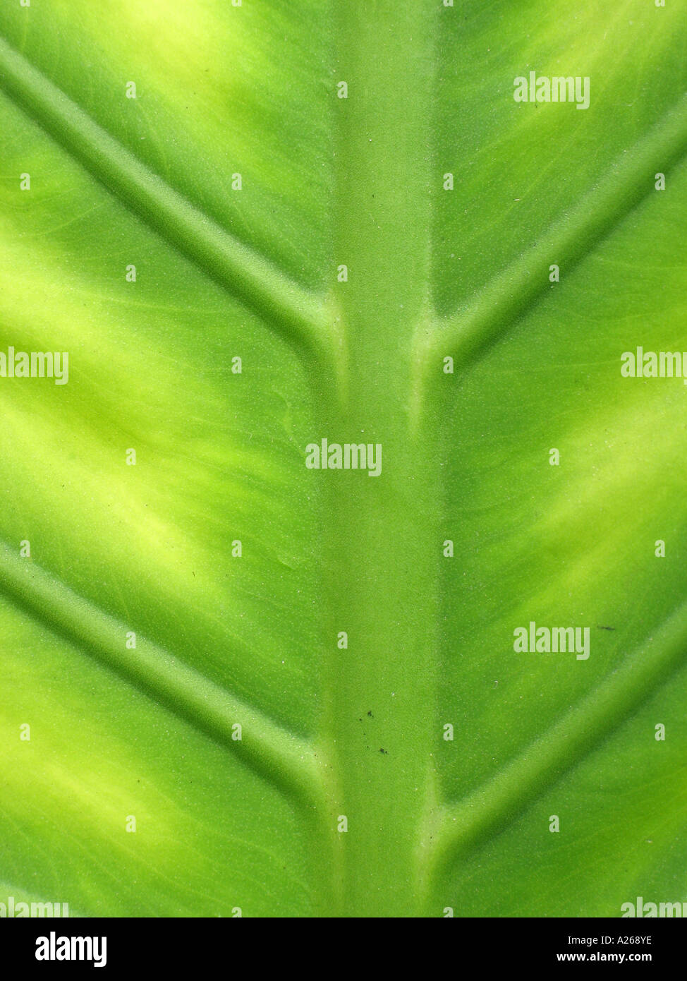 Green Leaf Detail Stock Photo Alamy