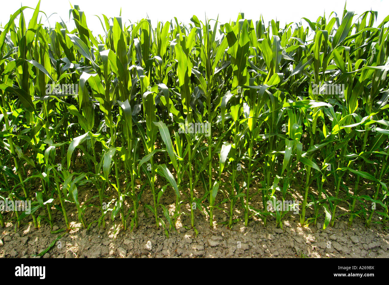 Corn field near Rochester Minnesota MN Stock Photo Alamy