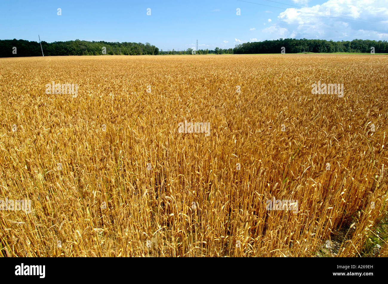 Wheat field Farm products and crops near Rochester Minnesota MN Stock