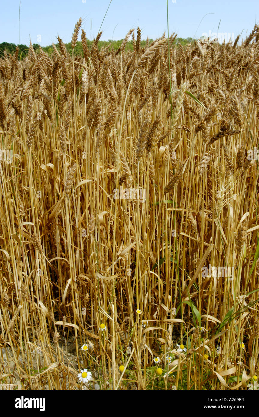 Wheat field Farm products and crops near Rochester Minnesota MN Stock