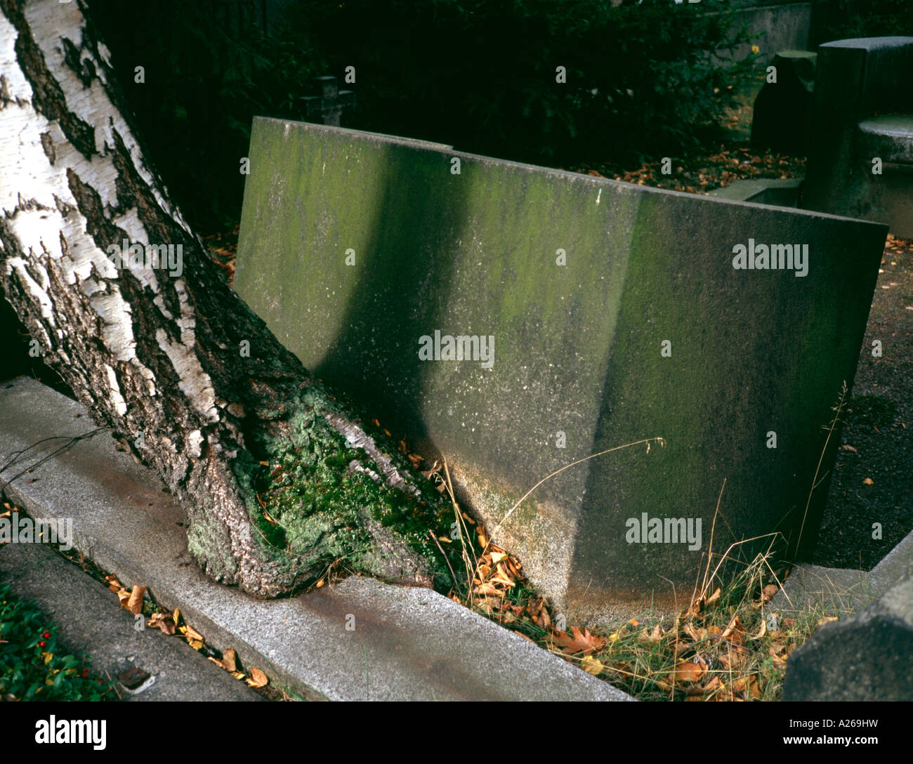 tree raises heavy stone Stock Photo - Alamy
