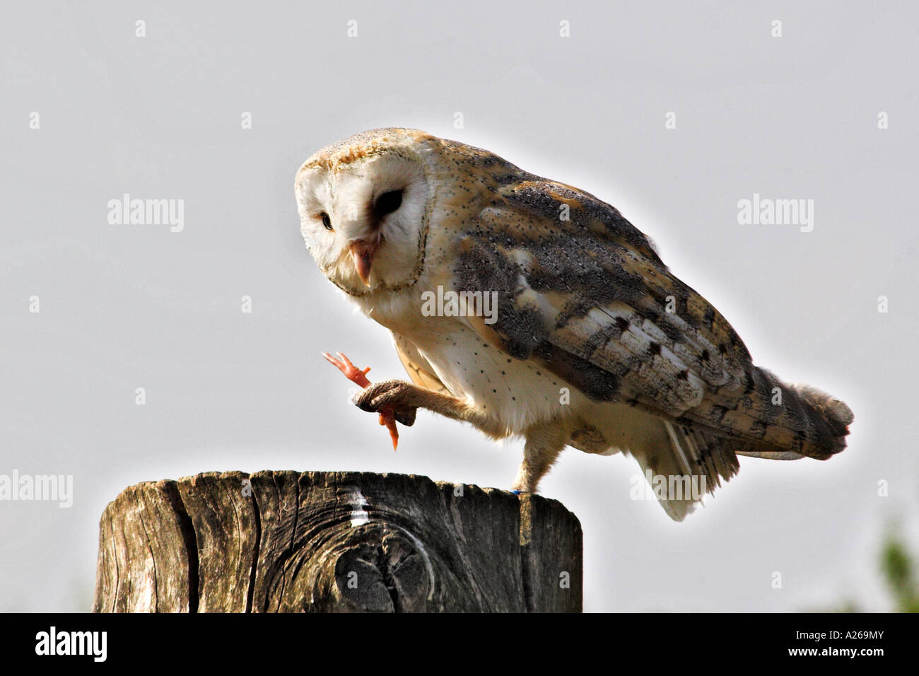Feeding Barn Owl Stock Photo Biology Diagrams