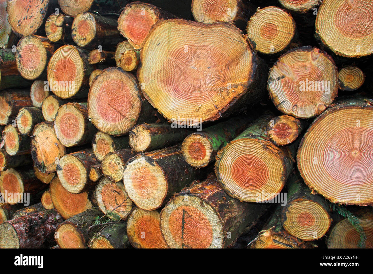 Beech forest stacked tree hi-res stock photography and images - Alamy