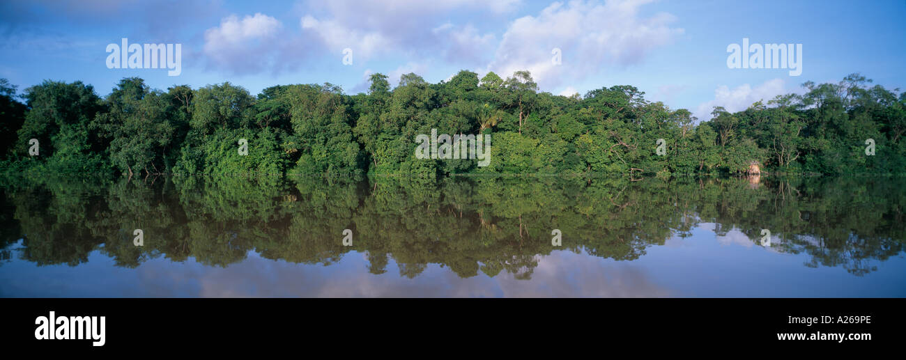 Tropical rainforest reflected in lagoon Orinoco Delta National Park